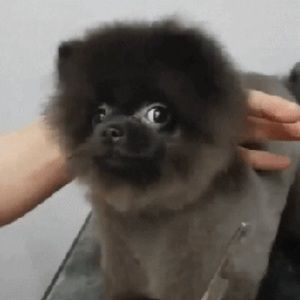 Meet your Posher, Hayley